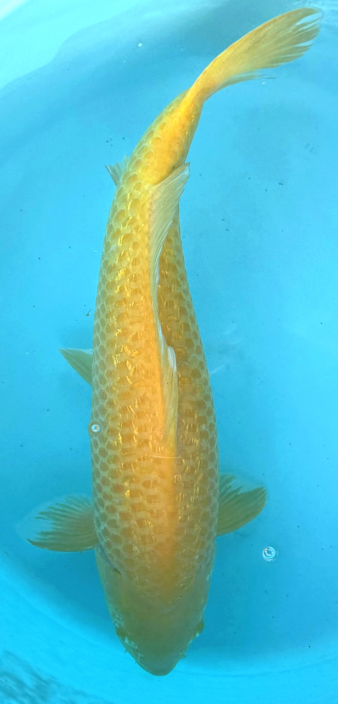 Japonský koi Gr Karashigoi VS1_33