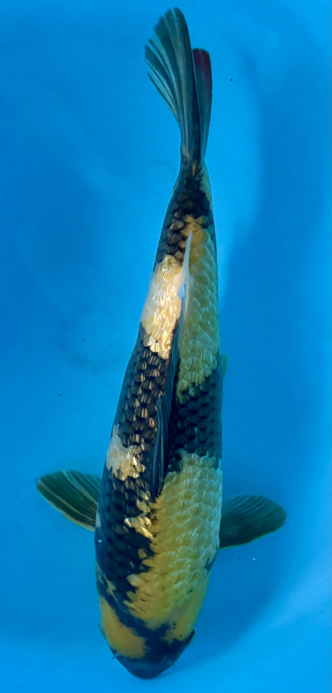 Japonský koi Gr Ki Utsuri VS2_3