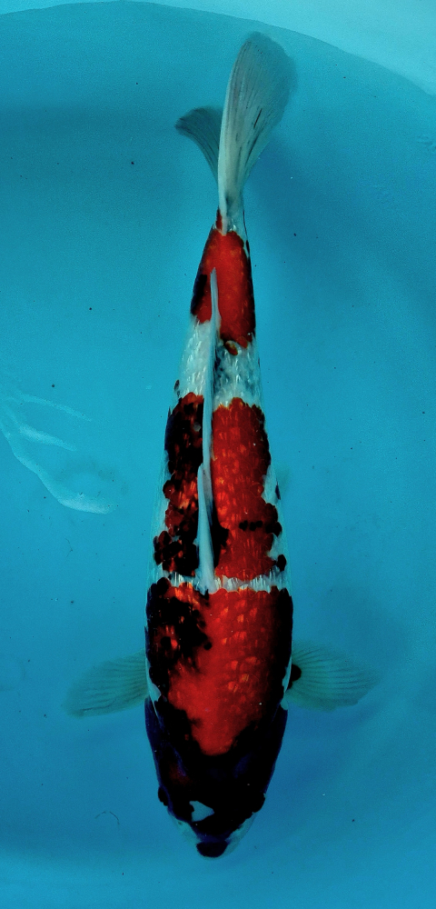 Japonský koi Gr. Showa VS1_50