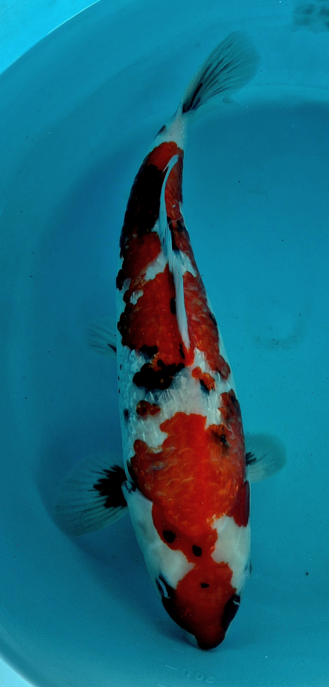 Japonský koi Gr. Showa VS1_52