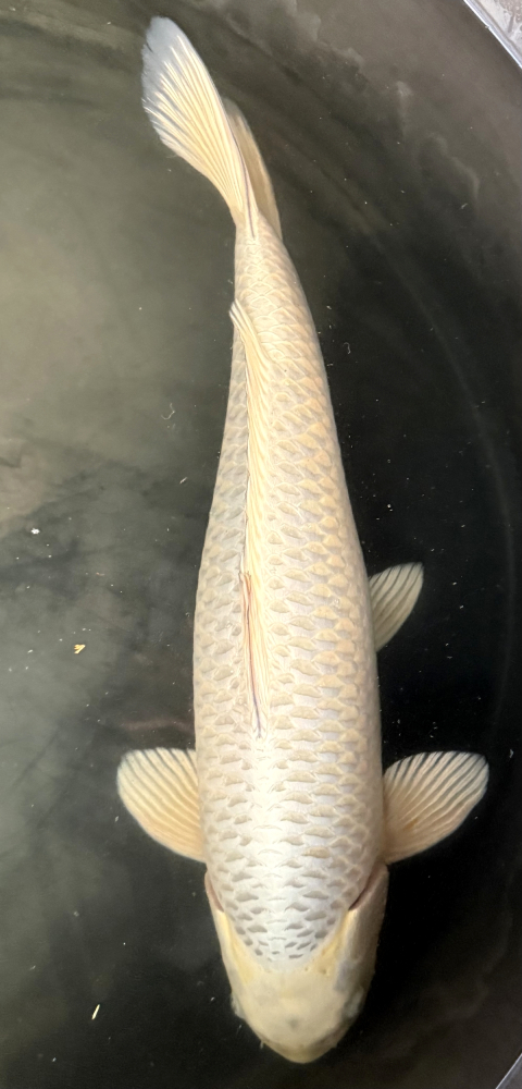 Japonský koi Mukashi Ogon VS1_26