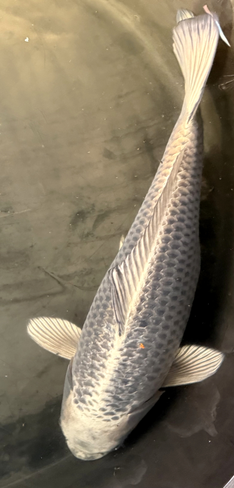 Japonský koi Mukashi Ogon VS1_27