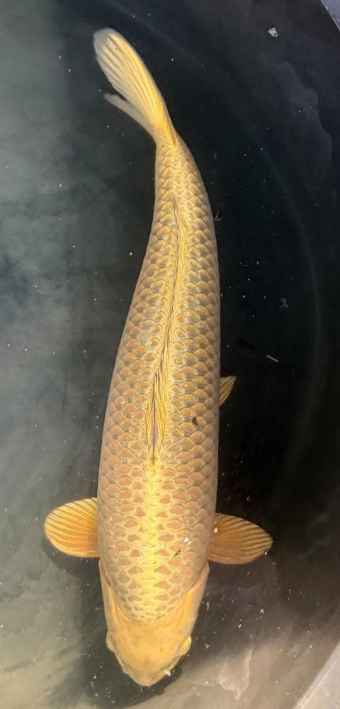 Japonský koi Mukashi Ogon VS1_8