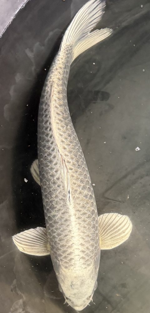 Japonský koi Mukashi Ogon VS1_9