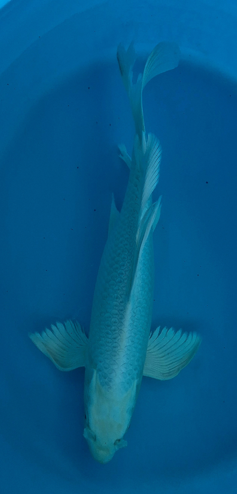 Japonský koi Platinum Ogon Longfin VS1_58