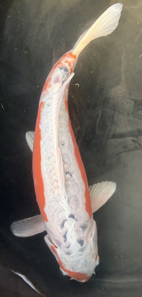 Japonský koi Shusui VS1_25