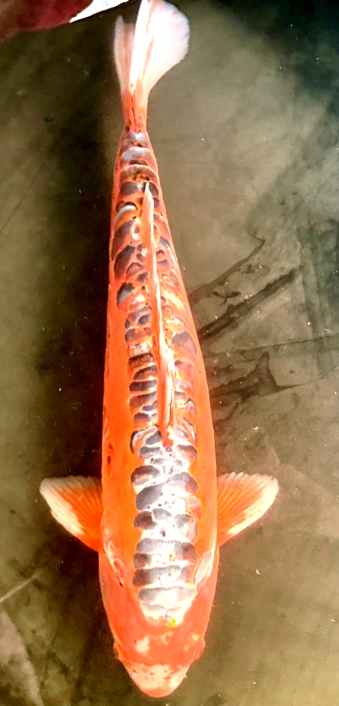 Japonský koi Shusui VS1_34