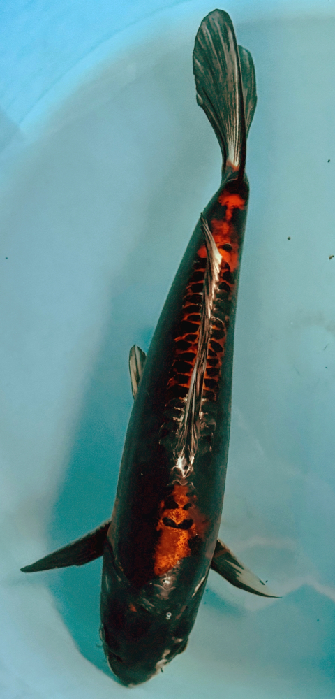 Japonský koi Kawarimono VS2_71