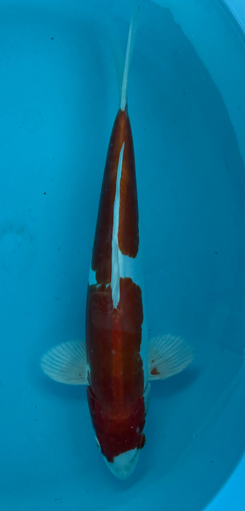 Japonský koi Kikusui VS2_40