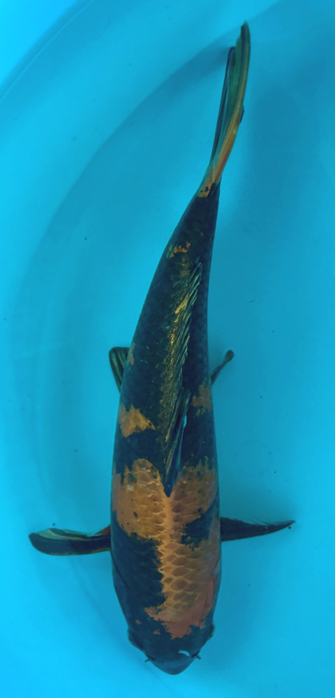 Japonský koi Kin Ki Utsuri VS2_35