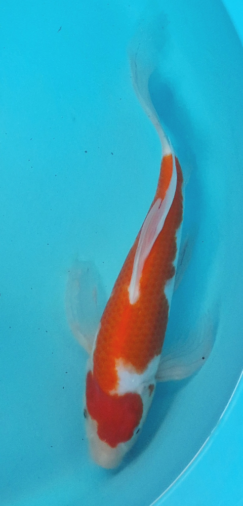 Japonský koi Kohaku Longfin DS1_104