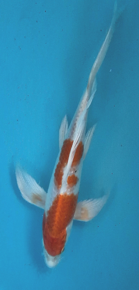 Japonský koi Kohaku Longfin DS1_133