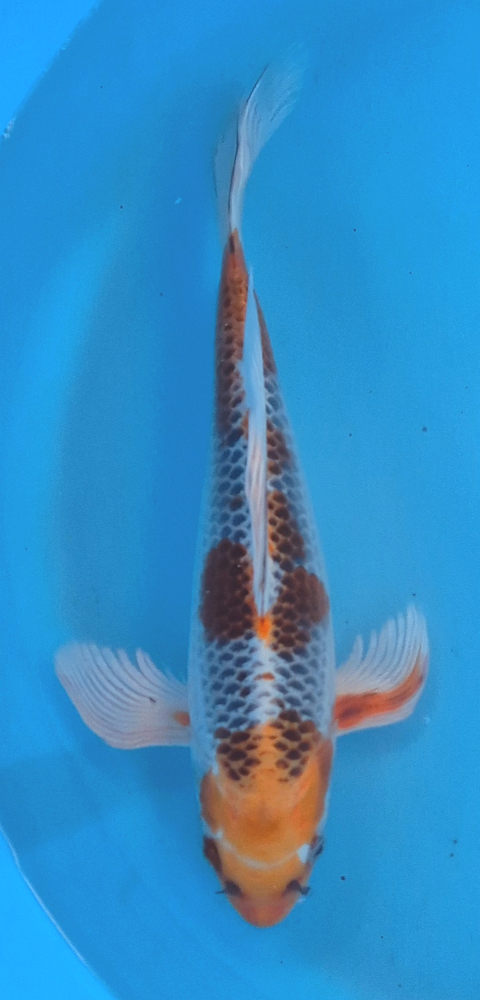 Japonský koi Kujaku Longfin DS1_111