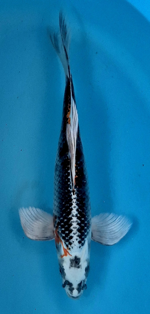 Japonský koi Kujaku Longfin DS1_125