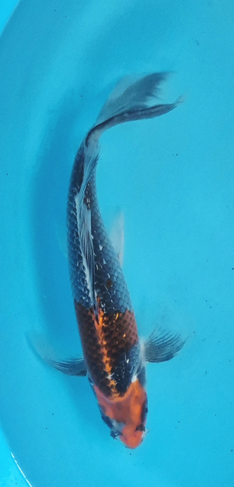 Japonský koi Kujaku Longfin DS1_128