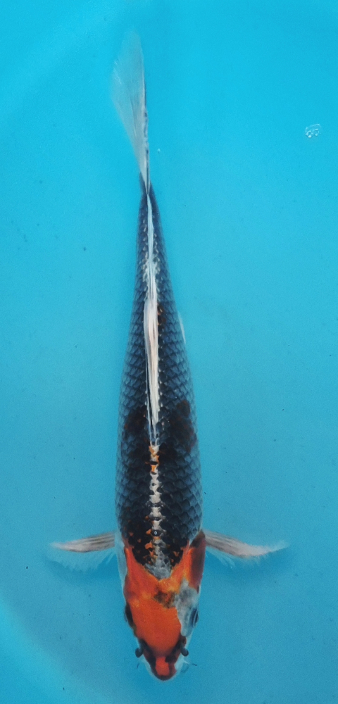 Japonský koi Kujaku Longfin DS1_130