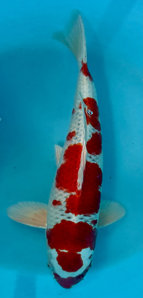 Japonský koi Maruten Kujaku VS2_6