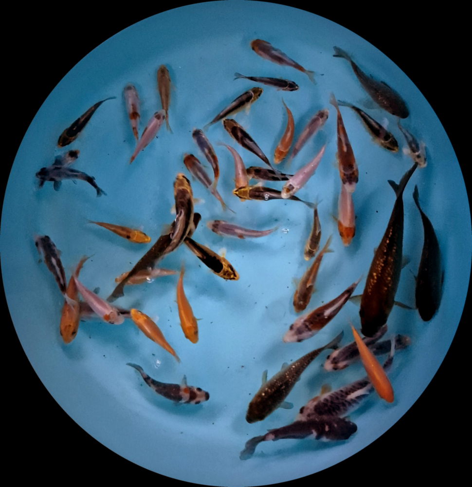 Euro koi kapre MIX 7-12 cm P12