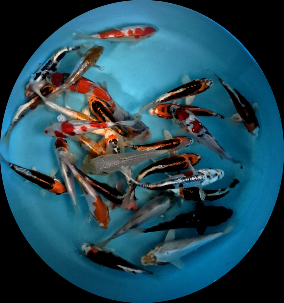 Japonské koi kapre MIX variet - Tosai 15-18 cm (výber z Japonska) P5