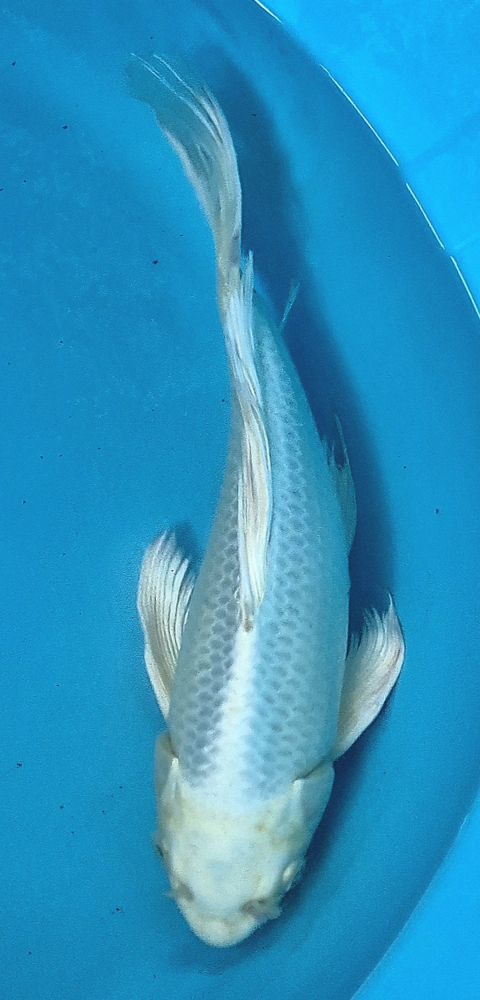 Japonský koi Platinum Ogon Longfin DS1_99