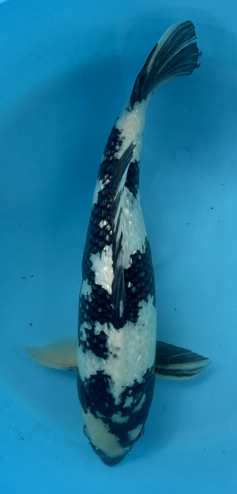 Japonský koi Gr Shiro Utsuri VS2_14