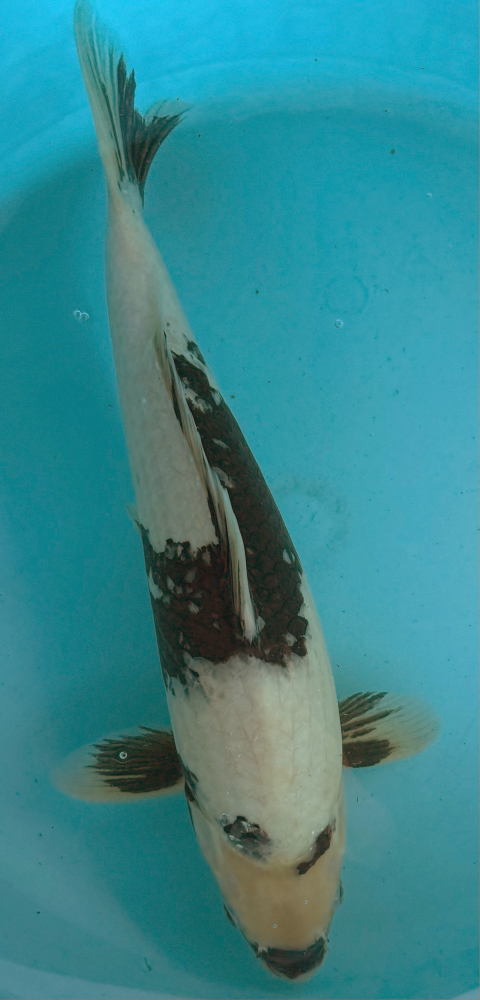 Japonský koi Shiro Utsuri VS2_58