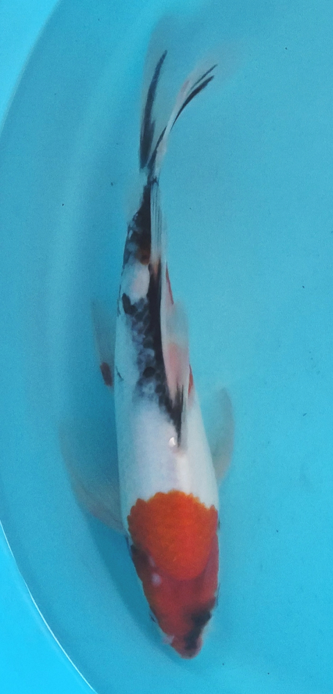 Japonský koi Showa Longfin DS1_136