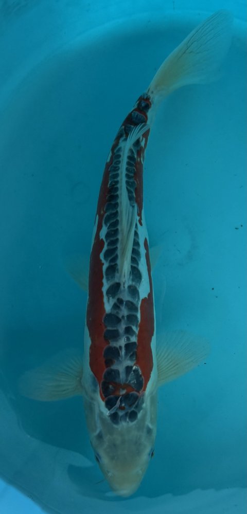 Japonský koi Shusui VS2_39