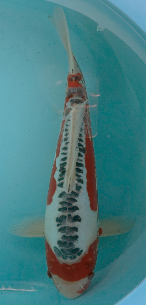 Japonský koi Shusui VS2_60