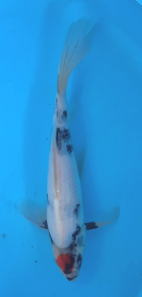 Japonský koi Tancho Shiro Utsuri Longfin DS1_119