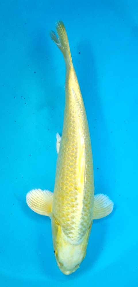 Japonský koi Yamabuki Ogon DS1_118