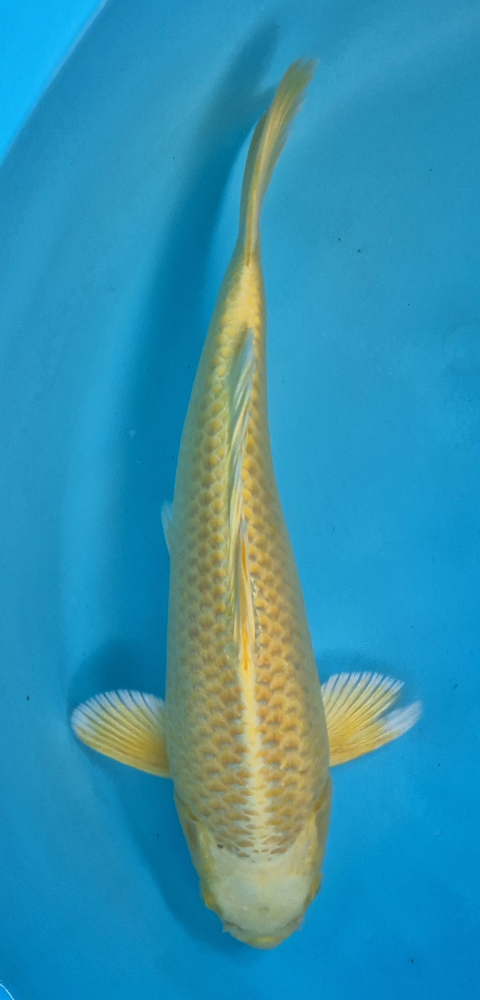 Japonský koi Yamabuki Ogon DS1_32