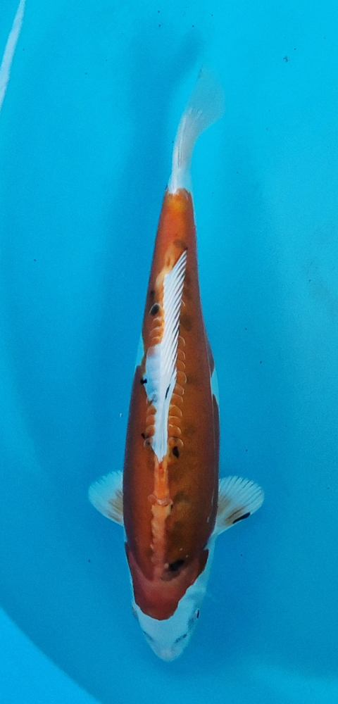 Japonský Yamato Nishiki DS1_89