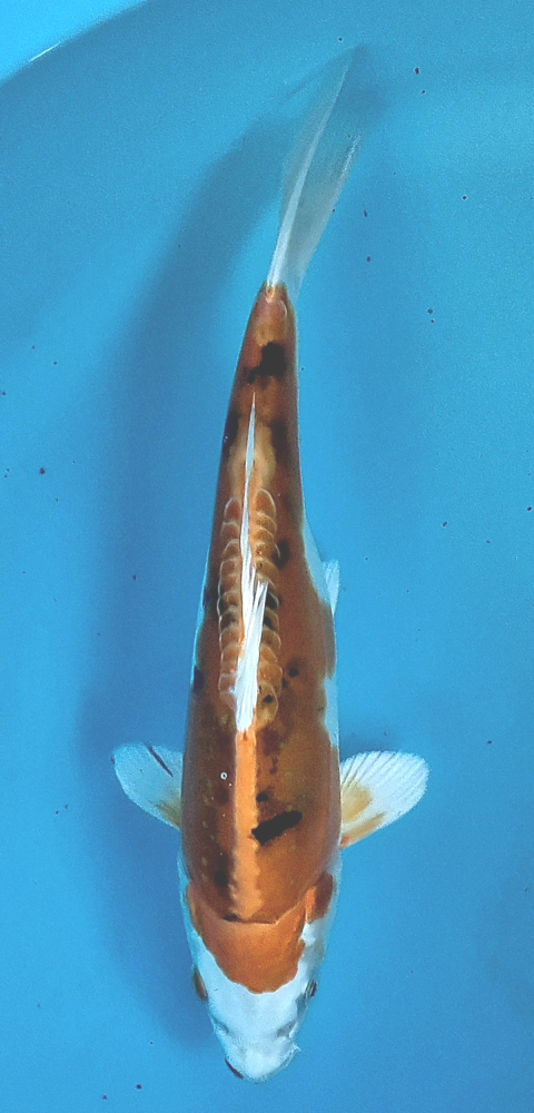 Japonský koi Yamatonishiki DS1_41