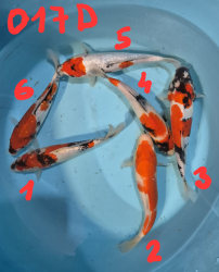 Japonsk� koi kapre 017D