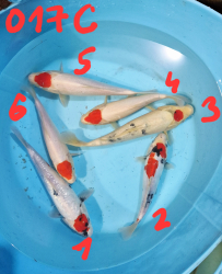 Japonsk� koi kapre 017C