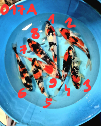 Japonsk� koi kapre 017A