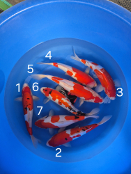 Japonsk koi kapre 029