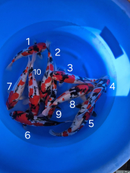 Japonsk koi kapre 026