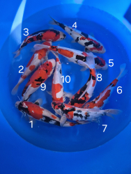 Japonsk koi kapre 025