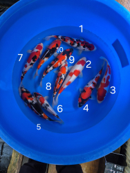 Japonsk koi kapre 024