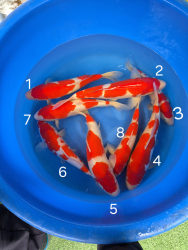 Japonsk koi kapre 023