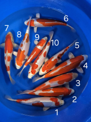 Japonsk koi kapre 019