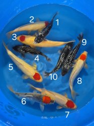 Japonsk koi kapre 018