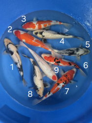 Japonsk koi kapre 015