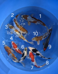 Japonsk koi kapre 014