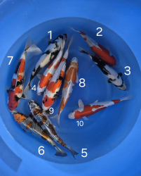 Japonsk koi kapre 013