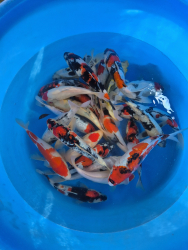 Japonsk koi kapre 007