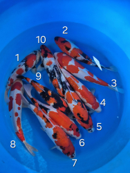 Japonsk koi kapre 006