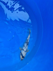 Japonsk koi kapor 005